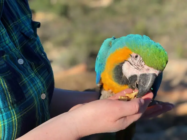Parrots eat — image 3