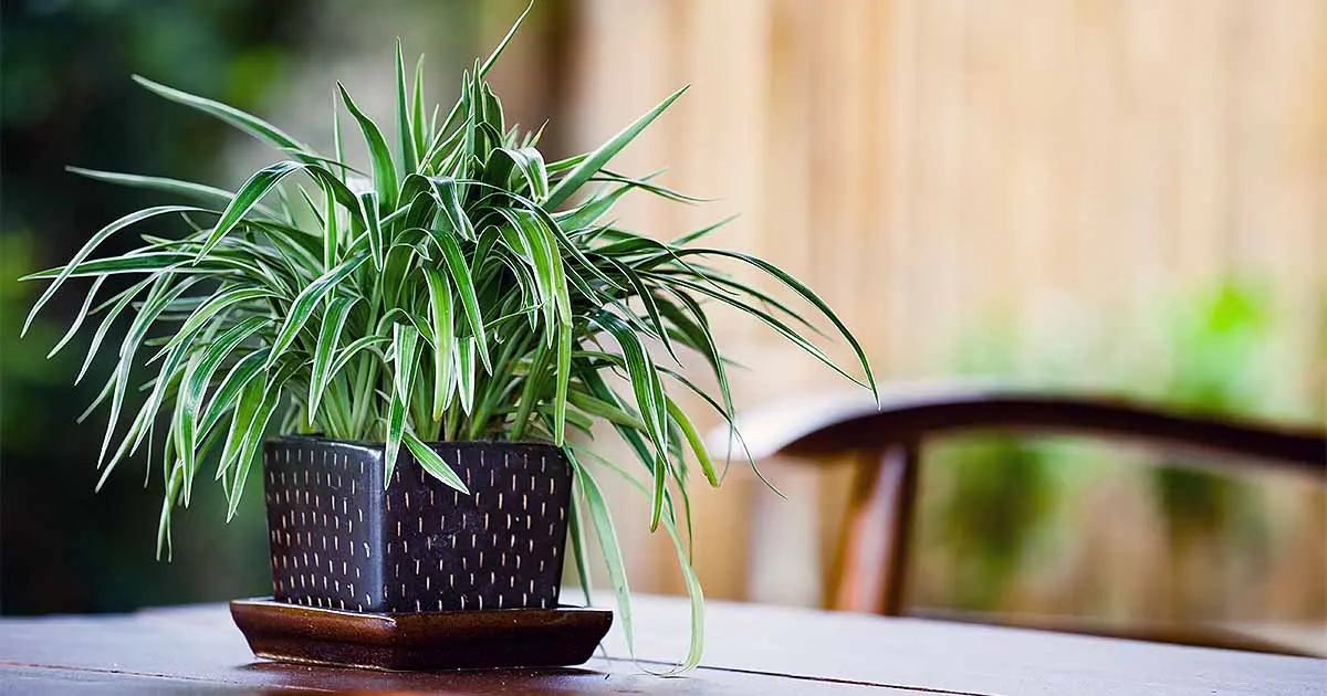 Guide to Basic Care of Houseplants