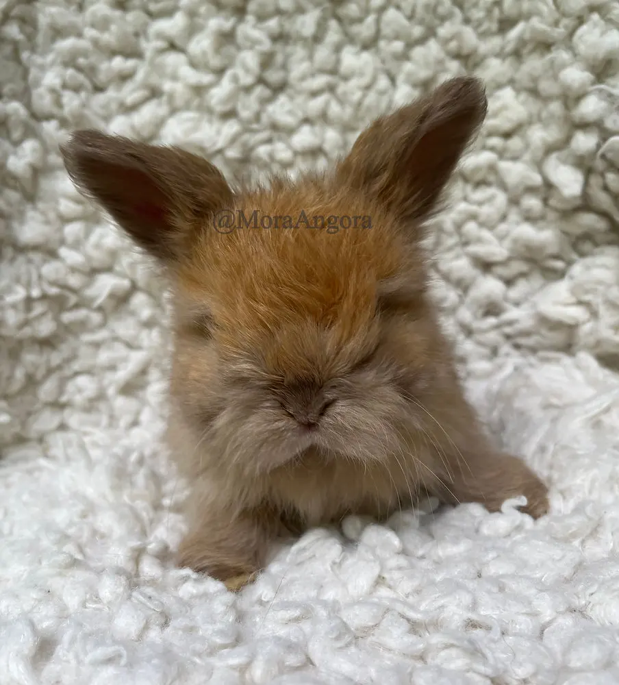 What is a Baby Rabbit Called
