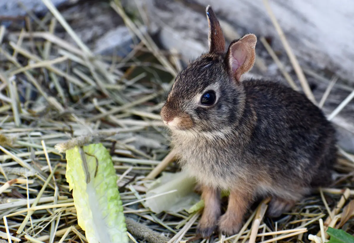 Baby rabbit called — image 2
