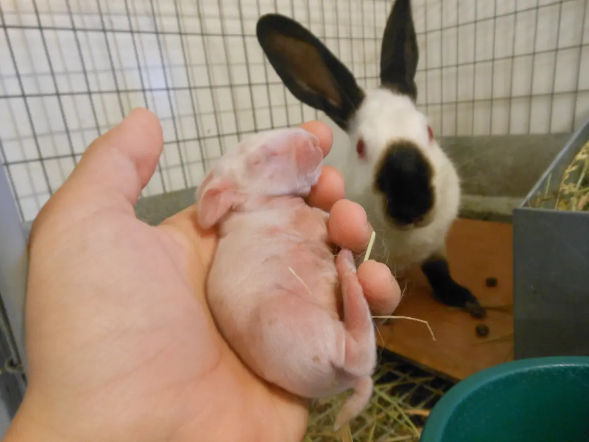Baby rabbit called — image 3