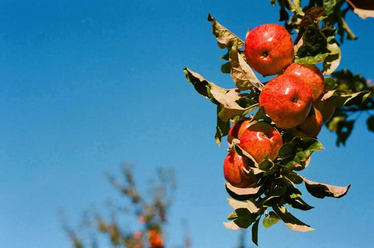 Overexposure latitude or: how to cheat your way to perfect film photography