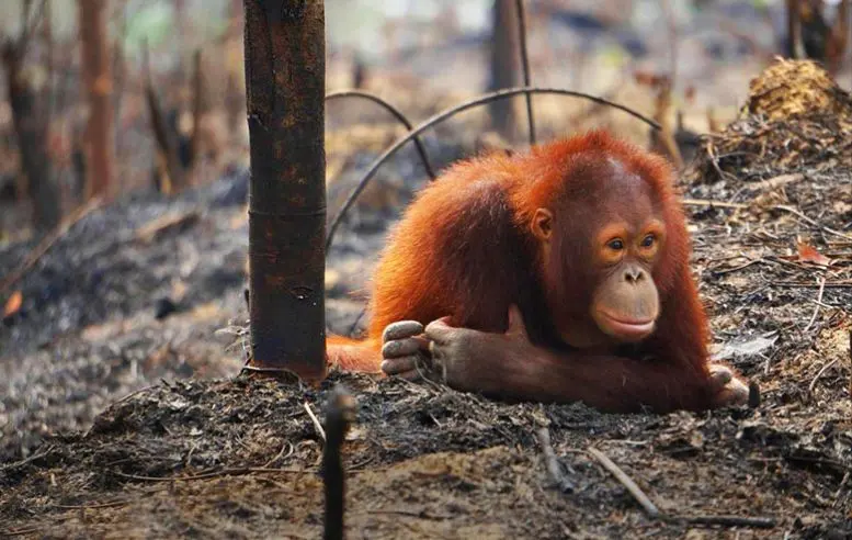 Why Are Orangutans Endangered?