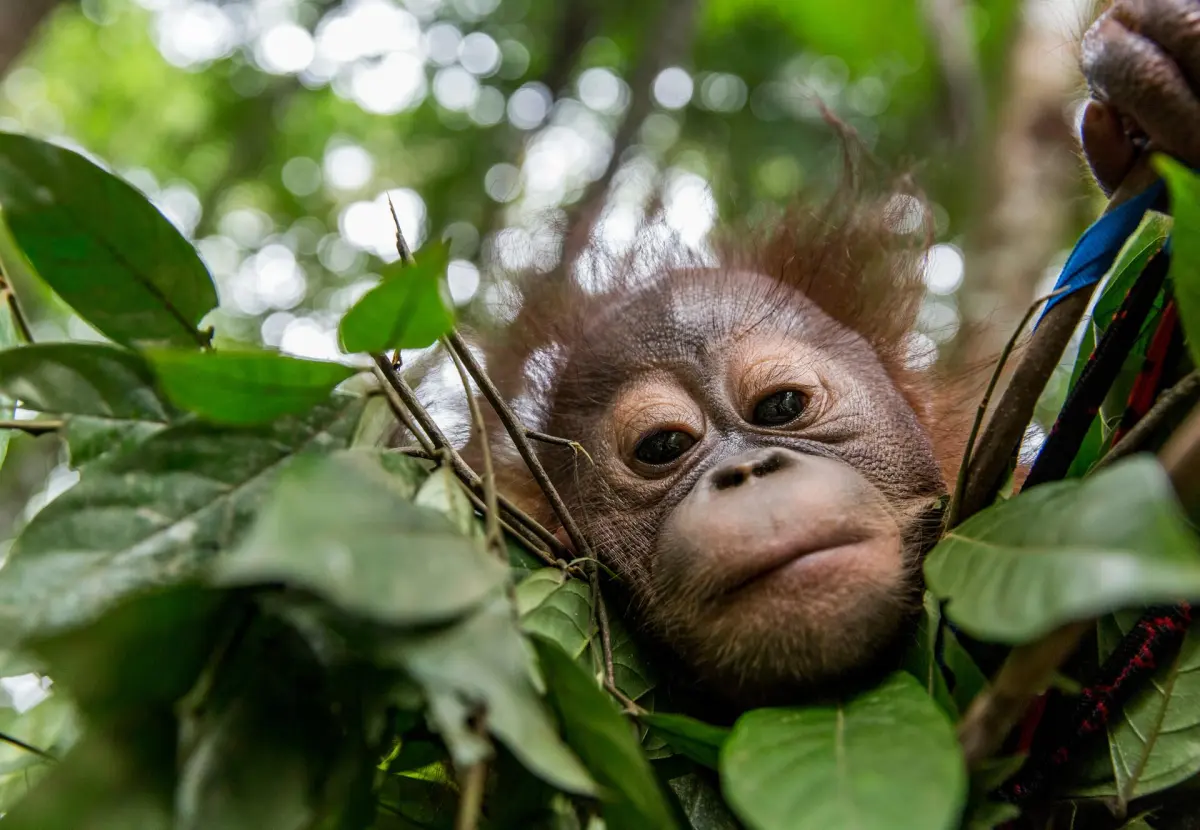 10 Facts about Orangutans