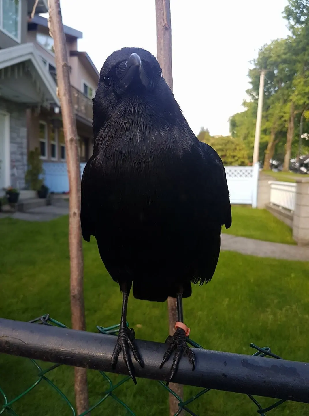 Canuck the Crow, known for terrorizing mail carriers, has become a father