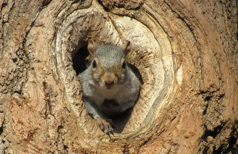How long do squirrels live