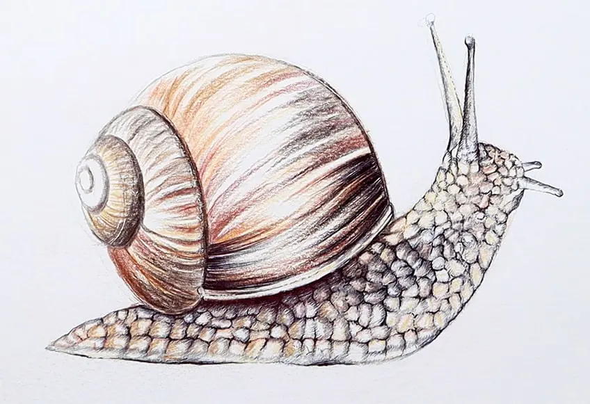 How to Draw a Snail