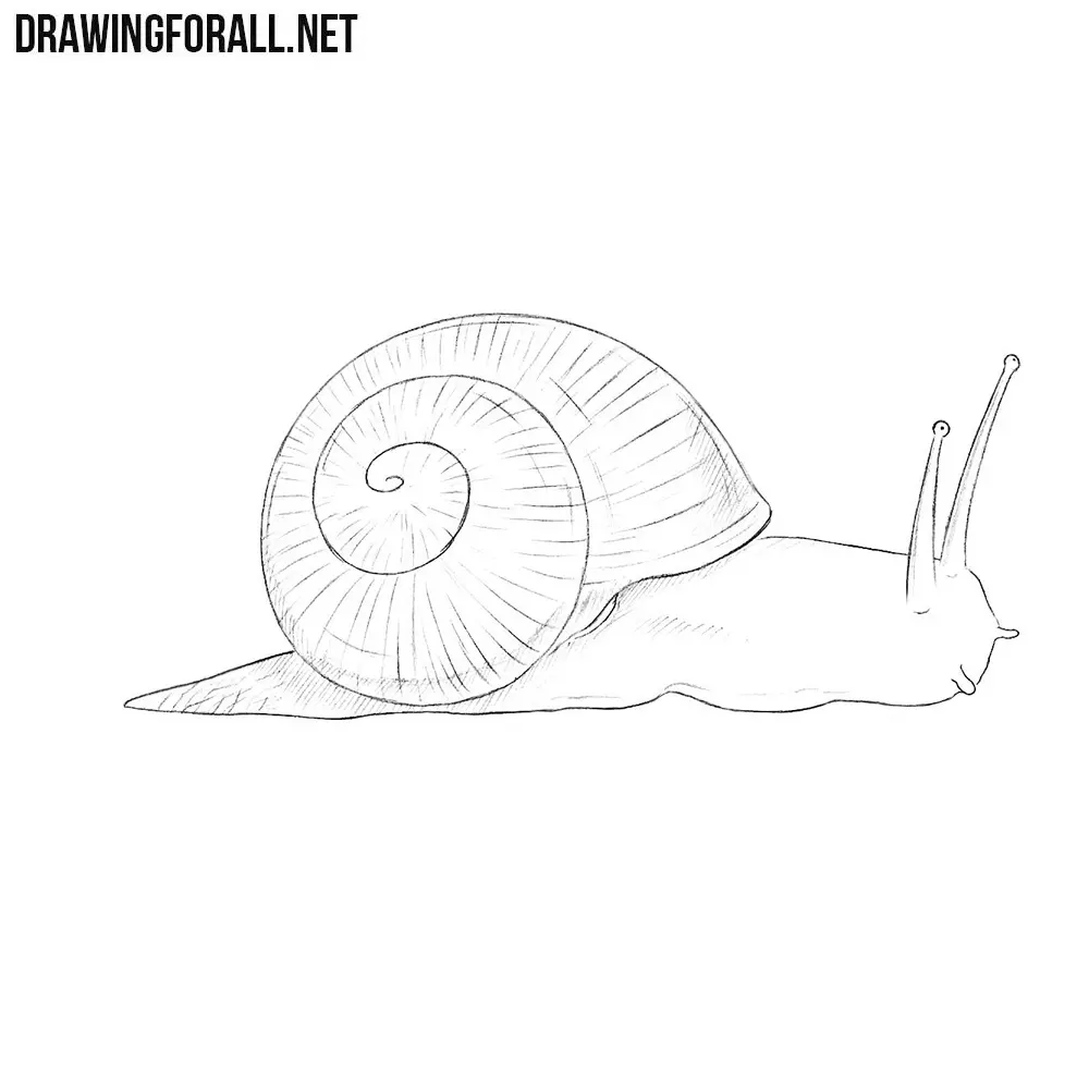 How to Draw a Snail