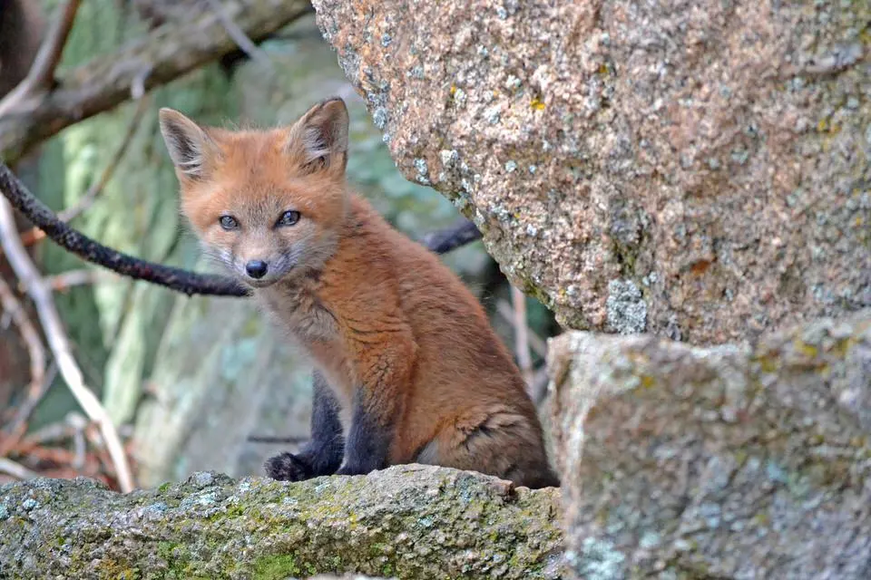 Red and Gray Foxes