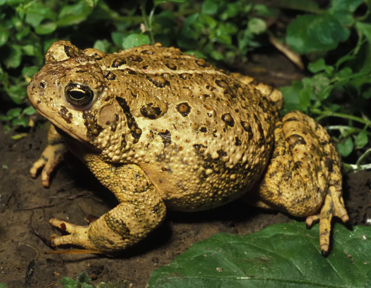Discover Nature: Toad or Frog?
