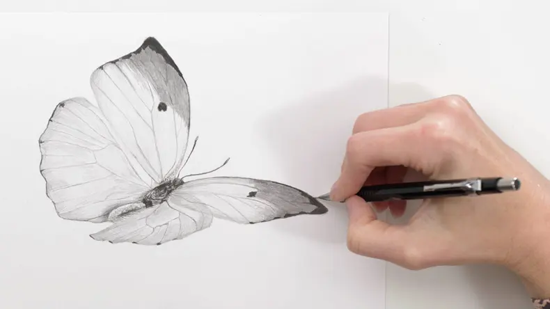 Draw a butterfly