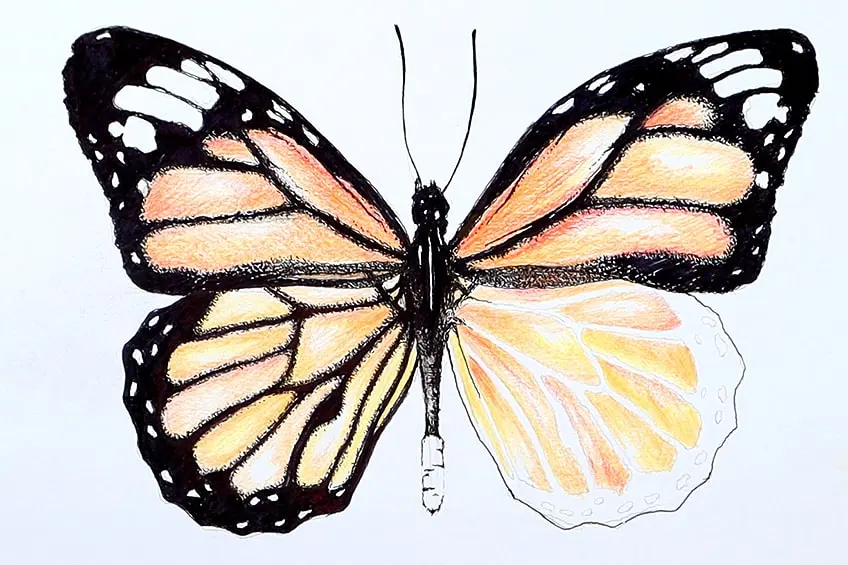 How to Draw a Monarch Butterfly