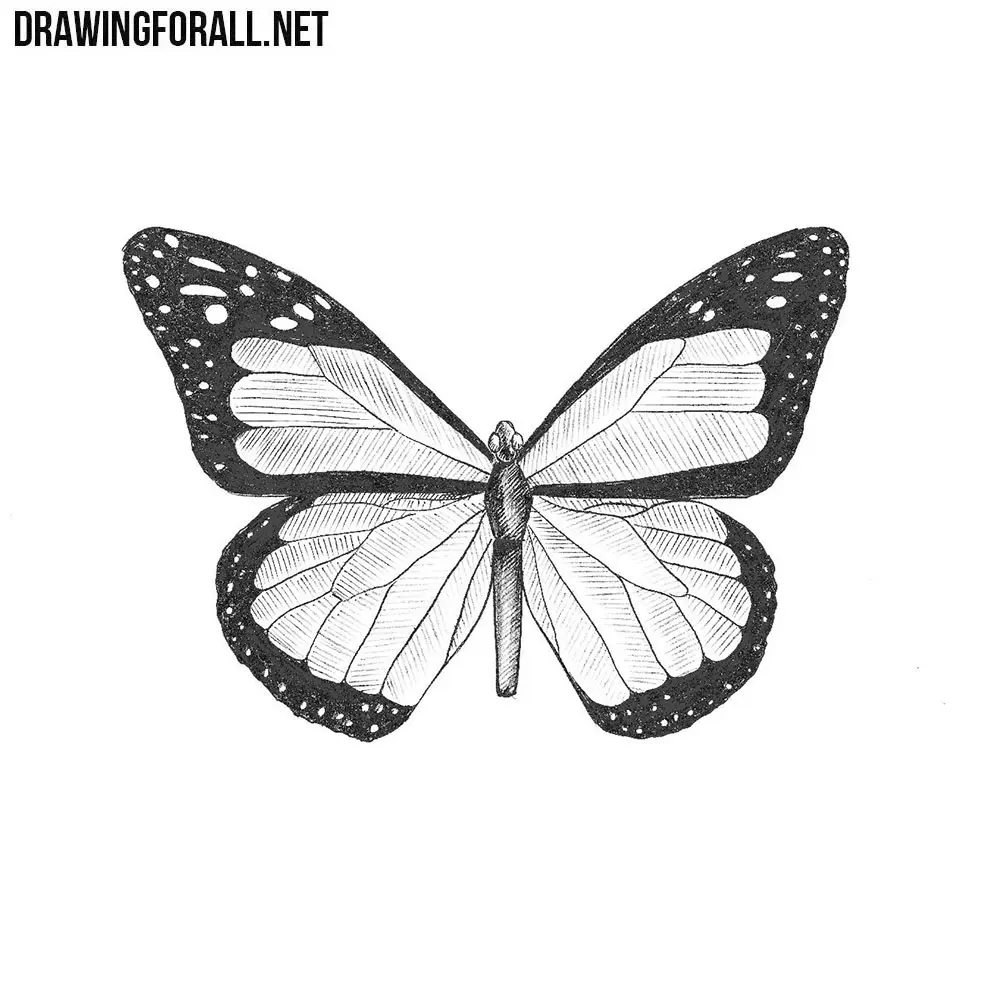 How to Draw a Butterfly