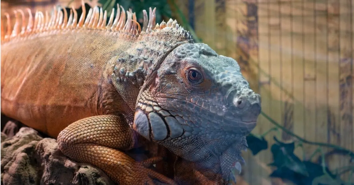 Iguana Lifespan: How Long Do Iguanas Live?