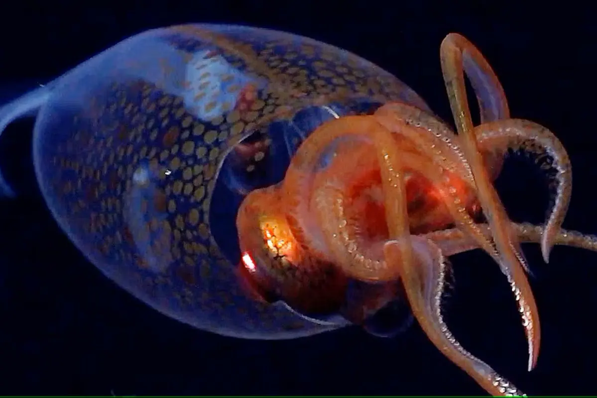 Colossal Squid Filmed in Deep-Sea Natural Habitat for the First Time