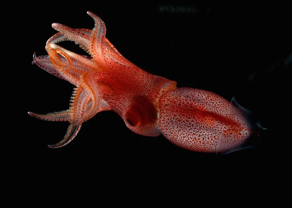 Squid Survives Ocean's 'Twilight Zone' Thanks to Its Mismatched Eyes