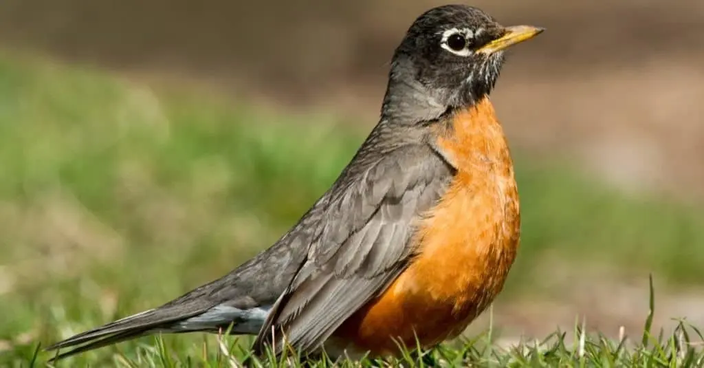 Robin Lifespan: How Long Do Robins Live?