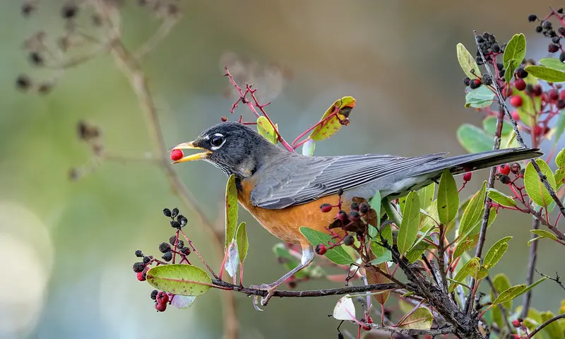 How Long Does a Robin Live?