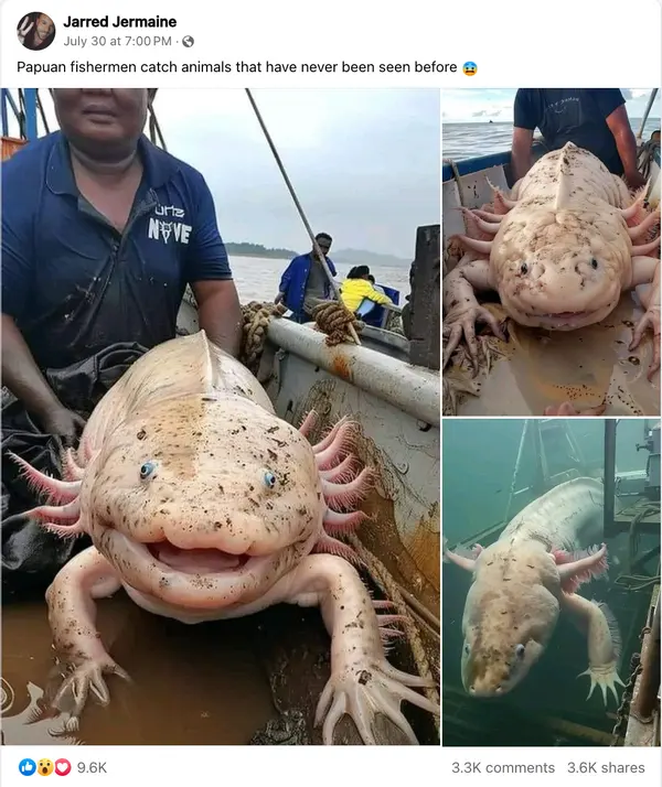 Big axolotls — image 2