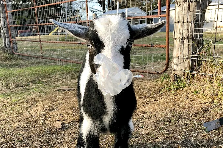 What do Goats eat? Hint: Not Tin Cans