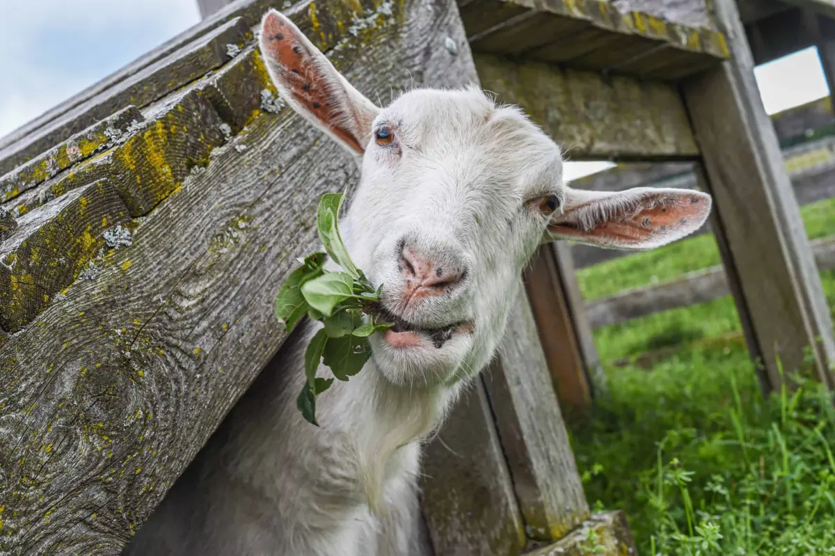 Daily Diet, Treats, & Supplements For Goats