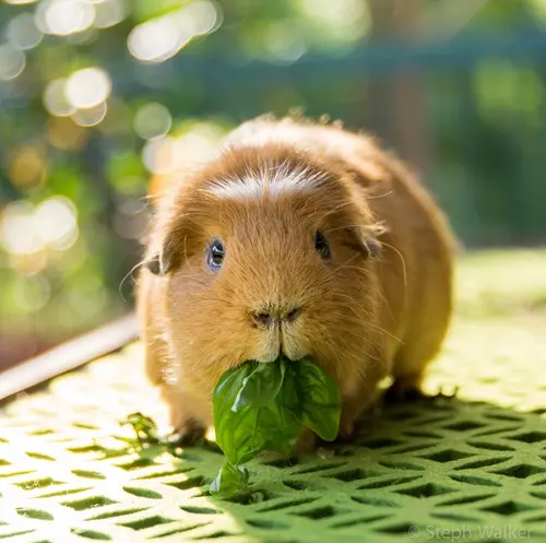 What Do Guinea Pigs Eat?