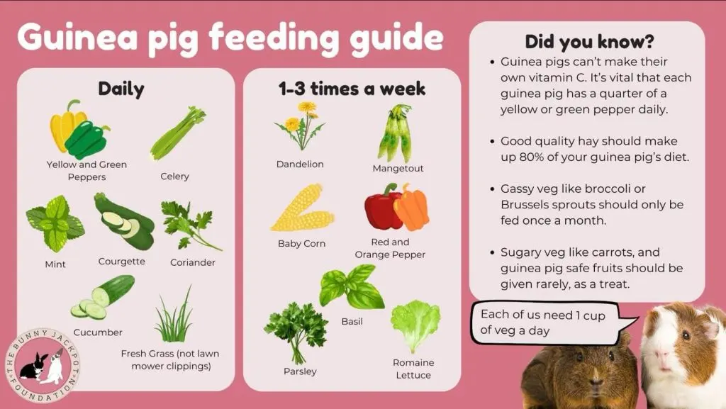 Guinea pig diet: a guide