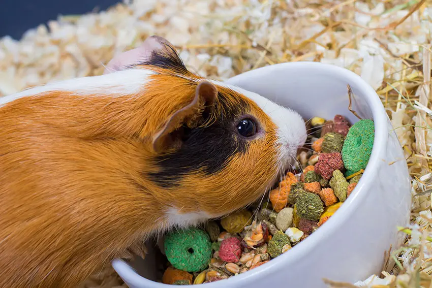 How Much Should You Feed Guinea Pigs?