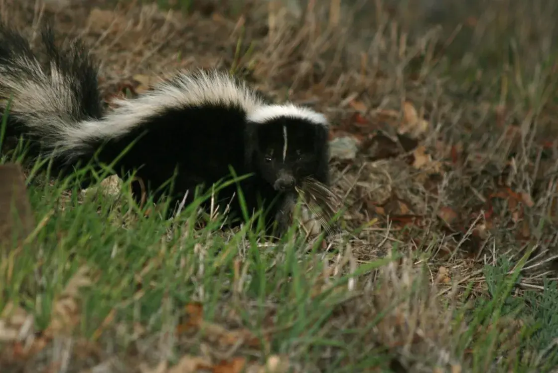 Love Is in the Air: Watch Out for Skunks!