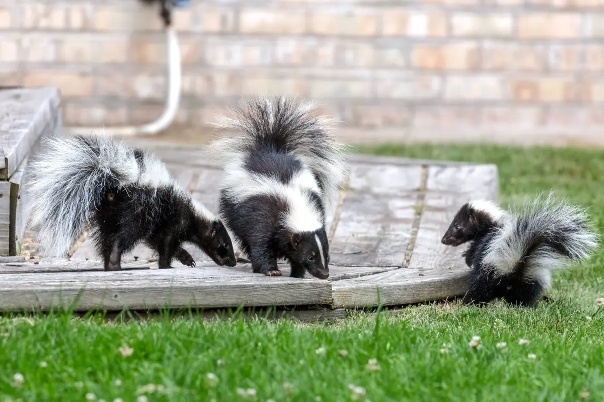What Homeowners Should Know About Skunks