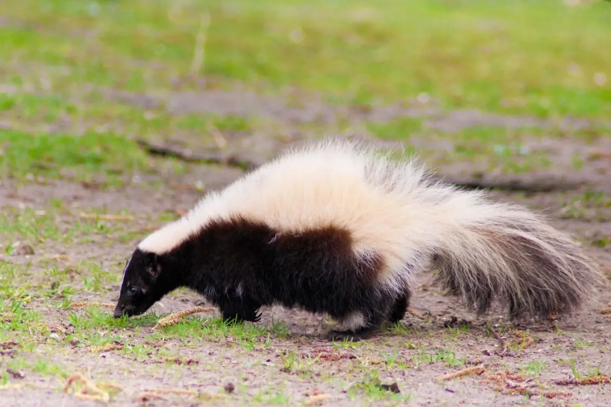 Skunks live — image 3