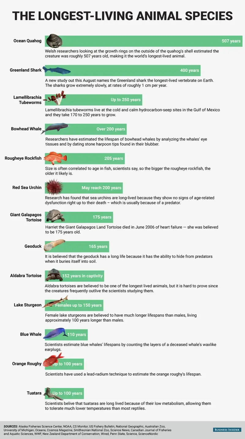 Animals That Live the Longest Like 400-Year-Old Greenland Shark