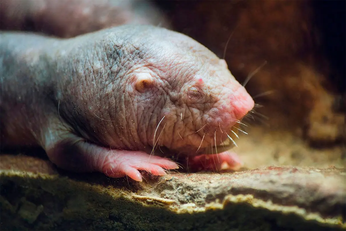 From 83 to 15,000 years old: The longest living animals on Earth