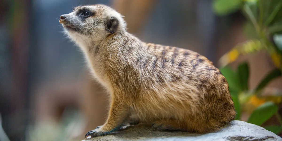 Meerkats live — image 2