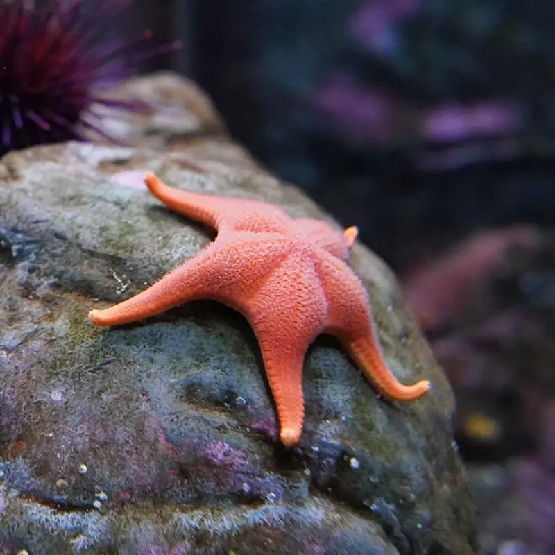 Sea star