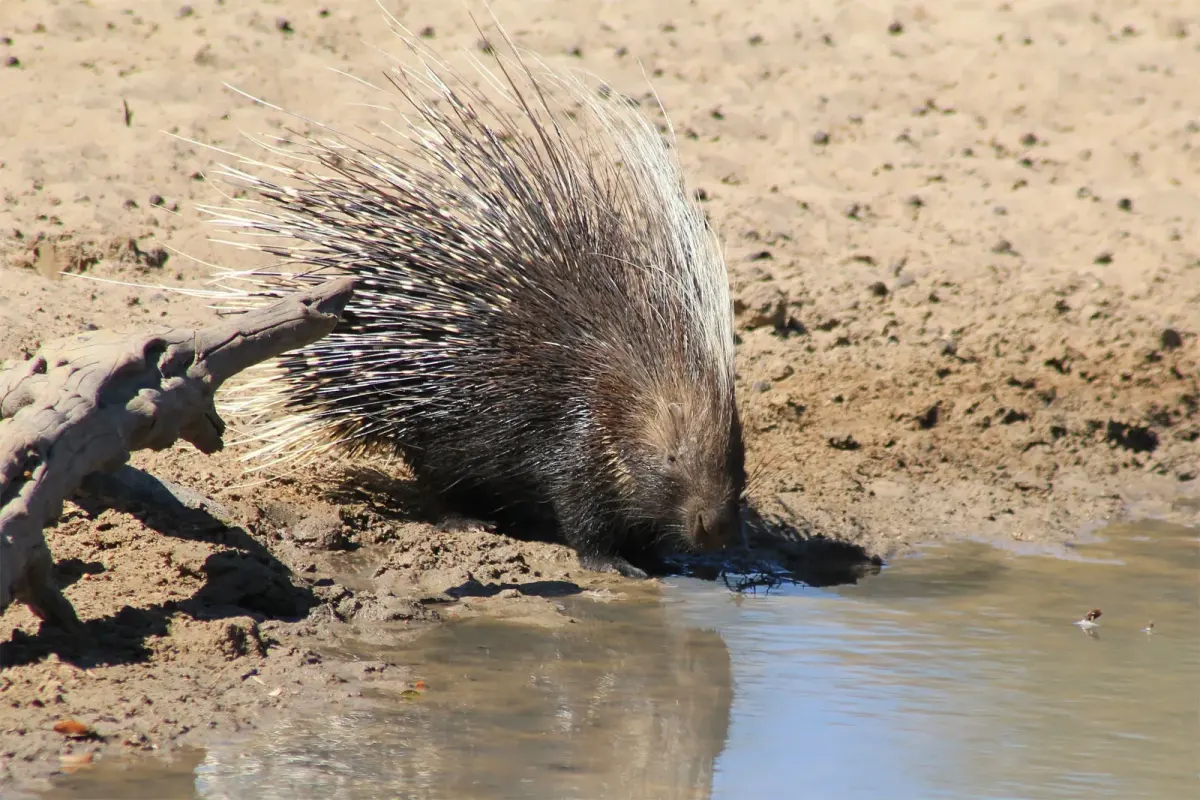 Porcupines live — image 2
