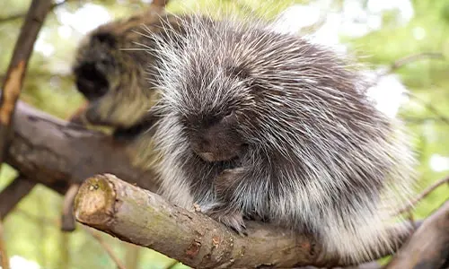 Porcupines live — image 3