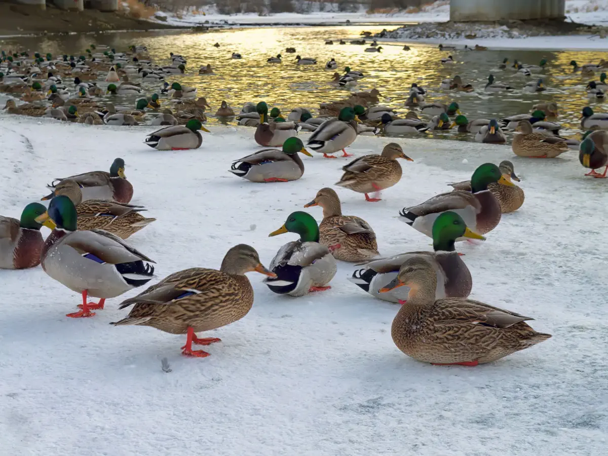 What is a Group of Ducks Called? Discover the Collective Nouns for Ducks