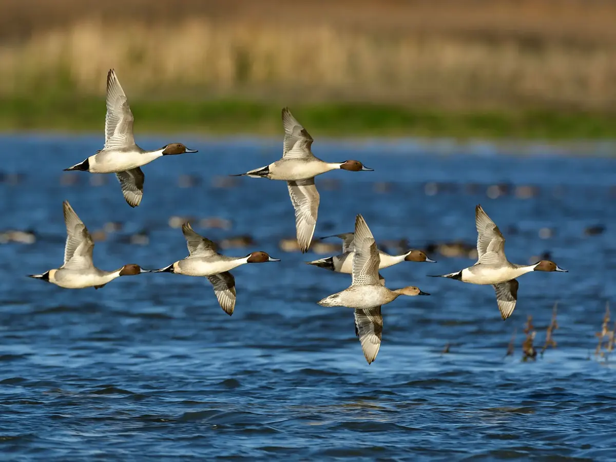 What is a Group of Ducks Called? Discover the Collective Nouns for Ducks