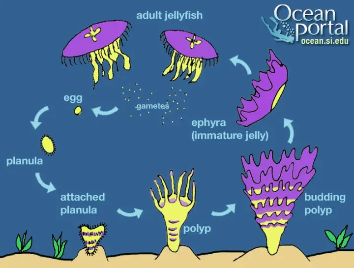 Jellyfish and Comb Jellies