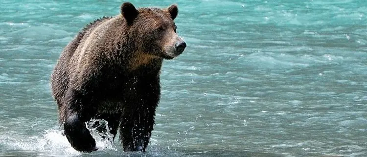 Bear Watching on Vancouver Island
