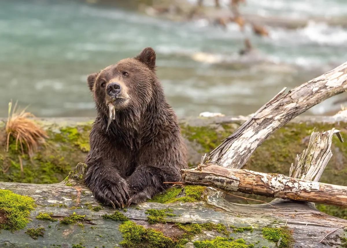 Best Grizzly Bear Tours From Vancouver British Columbia