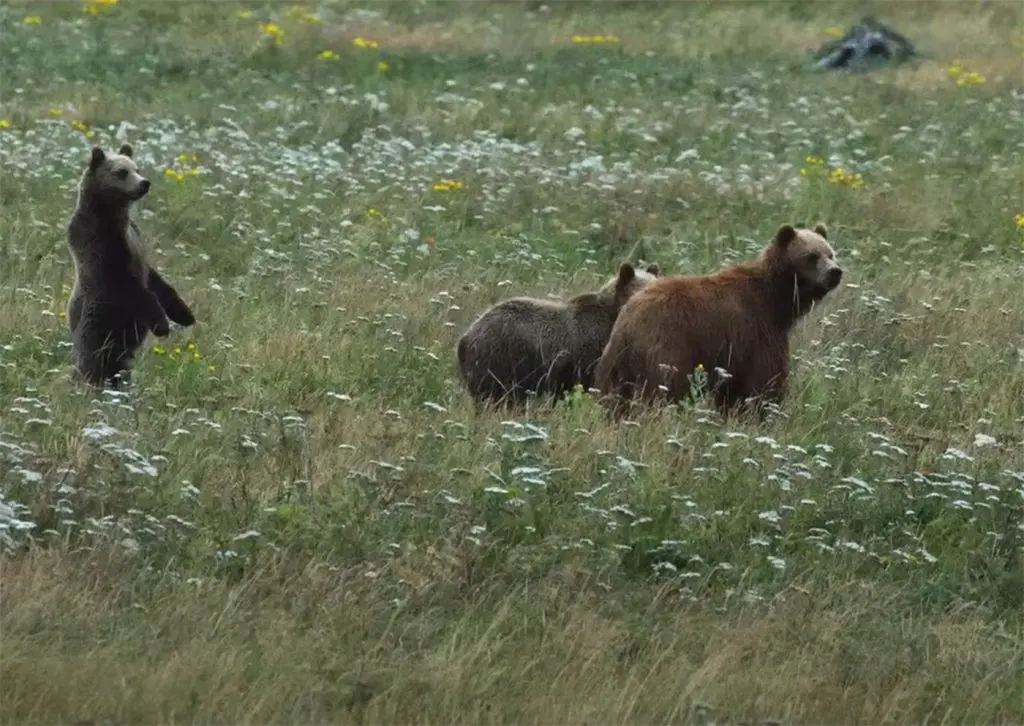 Grizzly bear cubs seen on Vancouver Island for first time