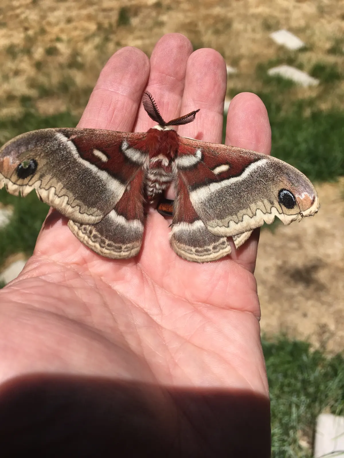 Large Moths