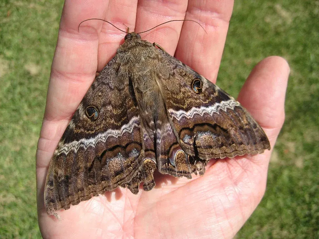 Big moths — image 3
