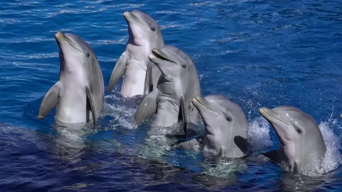 What is a Group of Dolphins called?