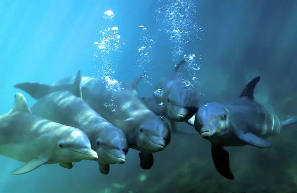 Bottlenose Dolphins Get Their 'Names' from Neighborhood, Study Says