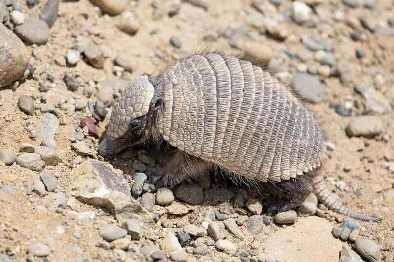 Armadillos live — image 2