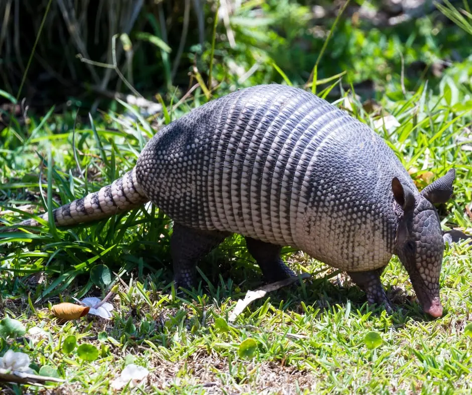 Armadillos Living Within the Forest