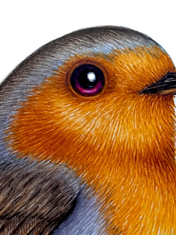 Step by step illustration of a Robin